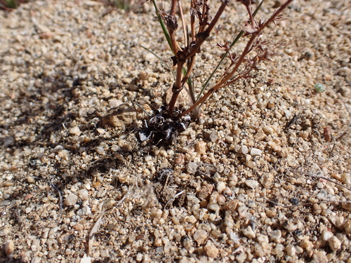 Image of Centrostegia thurberi by (c) Neal Kelso, some rights reserved (CC BY)