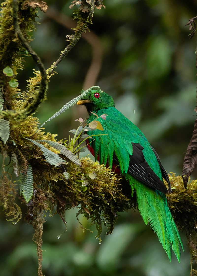 Crested Quetzal (Pharomachrus antisianus), photo 2