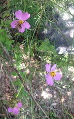 Cosmos crithmifolius