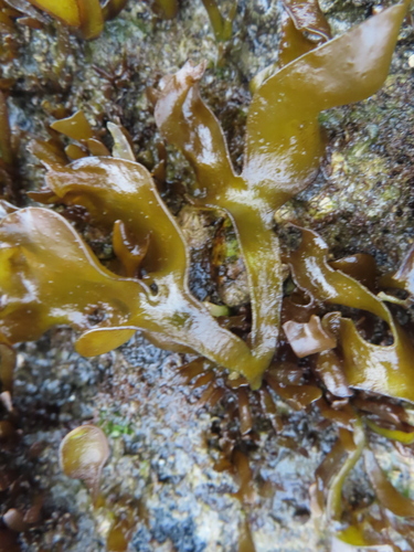 Image of Mazzaella laminarioides by (c) Eric Schmidt, some rights reserved (CC BY)