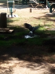 Parabuteo unicinctus