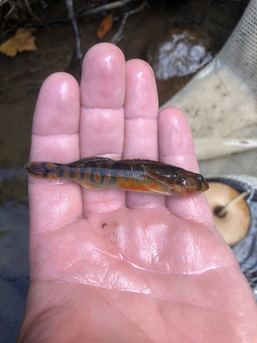 Kanawha Darter (Etheostoma kanawhae) — Percidae — 3