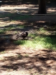 Parabuteo unicinctus