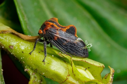 Gagini Insect Tribe Gargarini · iNaturalist