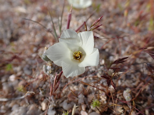 Image of Linanthus parryae by (c) Neal Kelso, some rights reserved (CC BY)