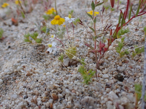 Image of White Pygmy-Poppy (Canbya candida) by (c) Neal Kelso, some rights reserved (CC BY)