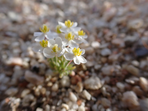 Image of White Pygmy-Poppy (Canbya candida) by (c) Neal Kelso, some rights reserved (CC BY)