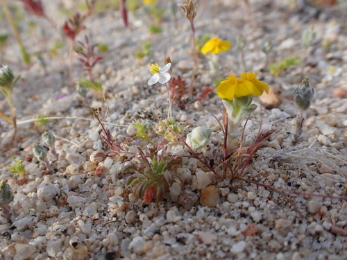 White pygmypoppy (Canbya candida)