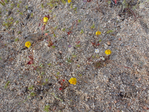 Image of White Pygmy-Poppy (Canbya candida) by (c) Neal Kelso, some rights reserved (CC BY)