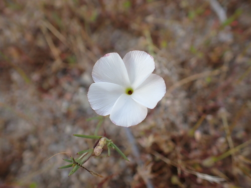 Image of Linanthus dichotomus by (c) Neal Kelso, some rights reserved (CC BY)