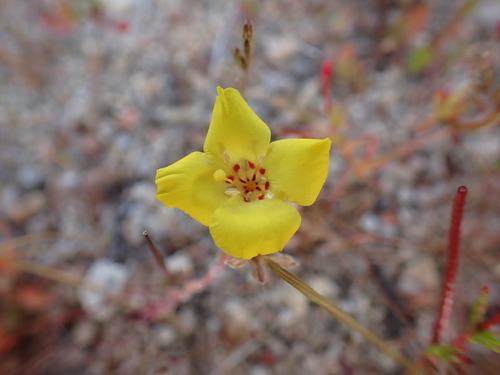Mojave suncup (Camissonia campestris)