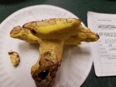 Butyriboletus taughannockensis