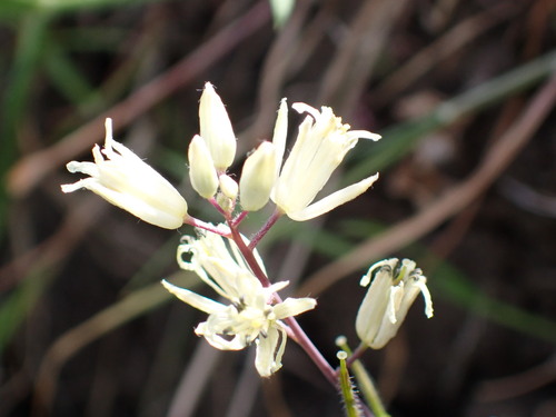 Yellow Mustard (Caulanthus flavescens)