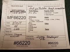 Butyriboletus taughannockensis