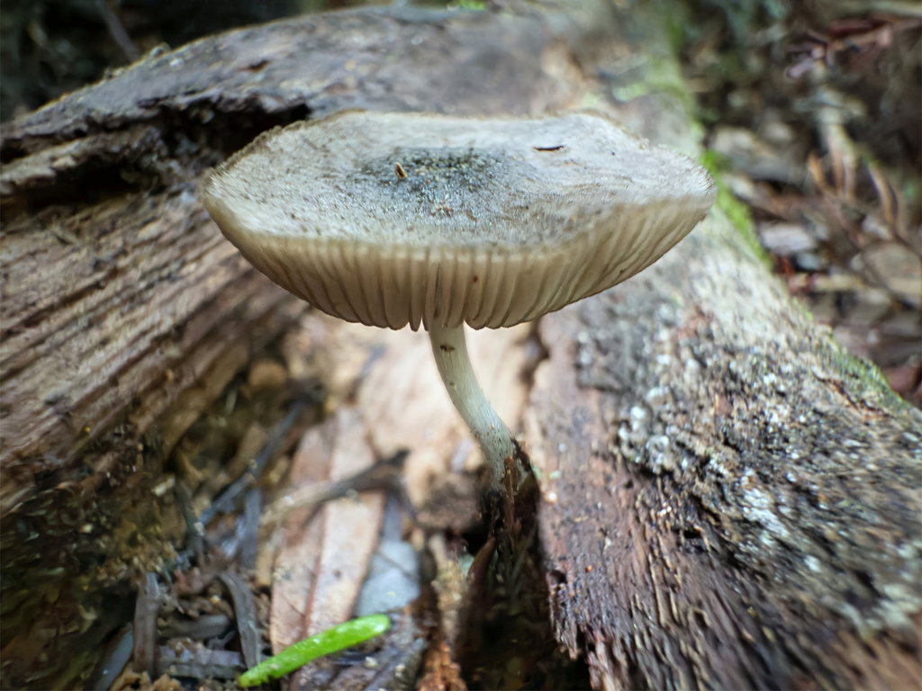 Pluteus velutinornatus · April 2025 · photo: © jeremy_rolfe (iNaturalist, cc-by)