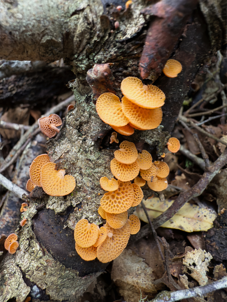Favolaschia claudopus · April 2025 · photo: © jeremy_rolfe (iNaturalist, cc-by)
