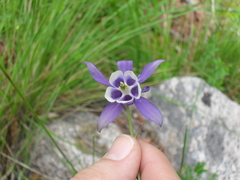 Aquilegia vulgaris dichroa