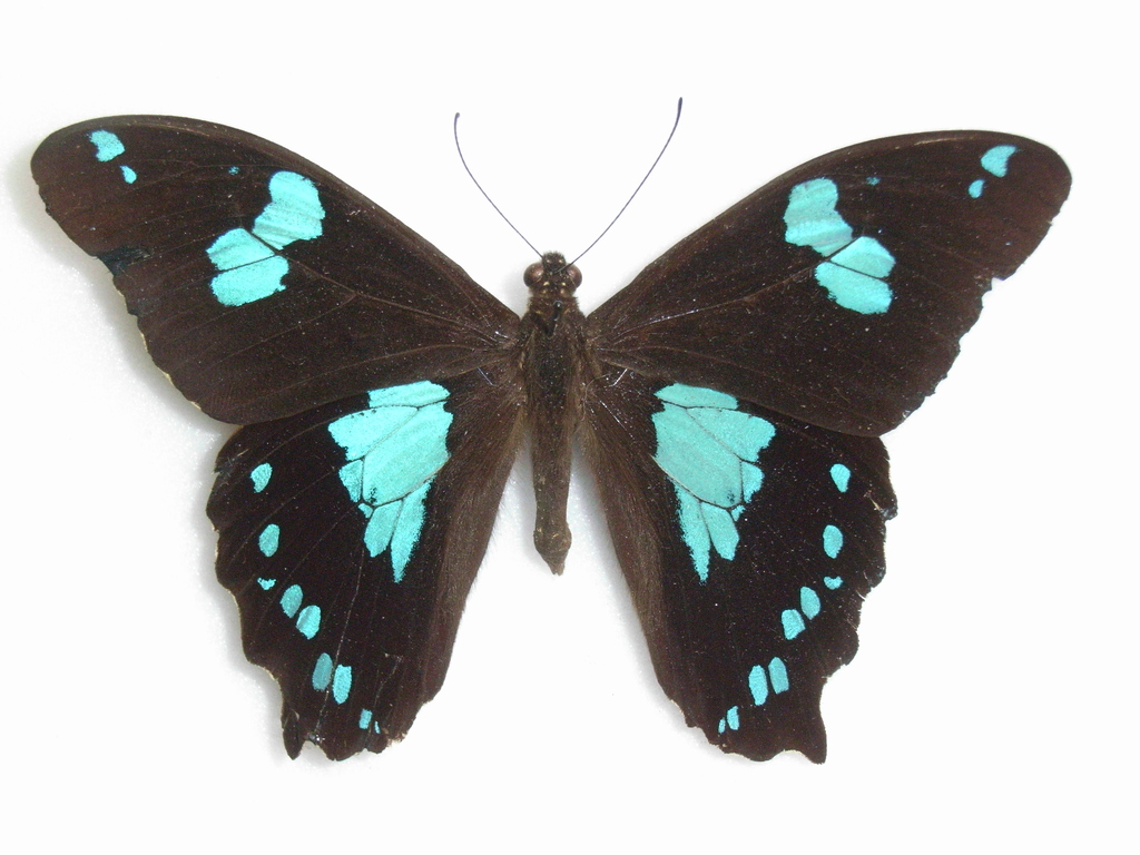 Papillon La Pature