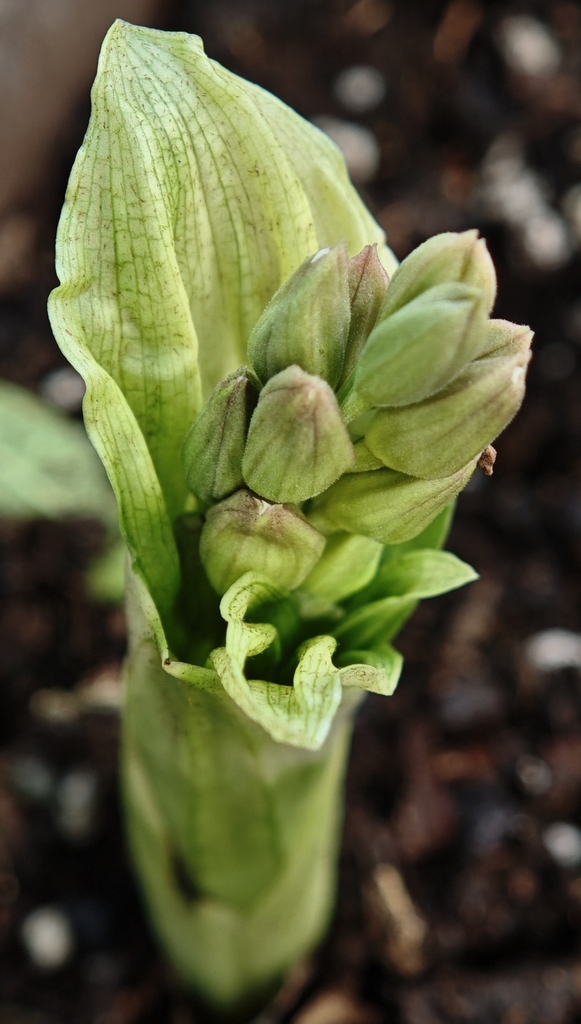 two-coloured calanthe in April 2025 by 李博恒 · iNaturalist