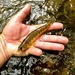 Roanoke Logperch - Photo (c) gavinmartin, some rights reserved (CC BY-NC)