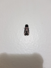 Xanthopastis timais