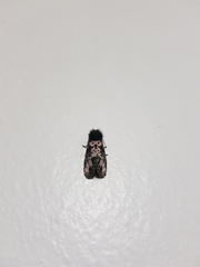 Xanthopastis timais