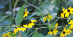 Rudbeckia