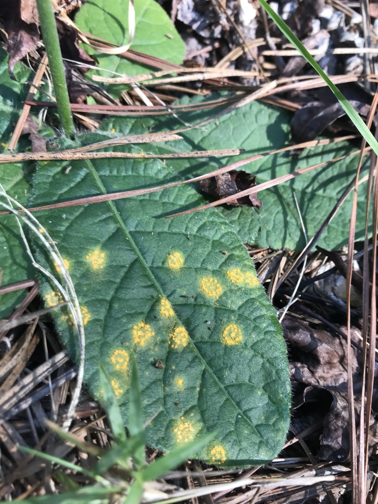 Coleosporium elephantopodis