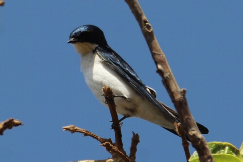 iNaturalist image