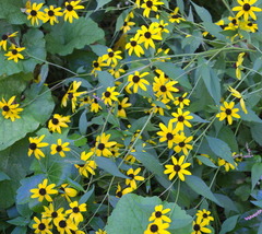 Rudbeckia