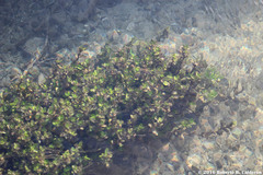 Bacopa