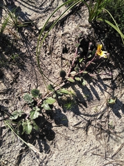 Arctotis angustifolia