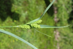 Carex glaucodea