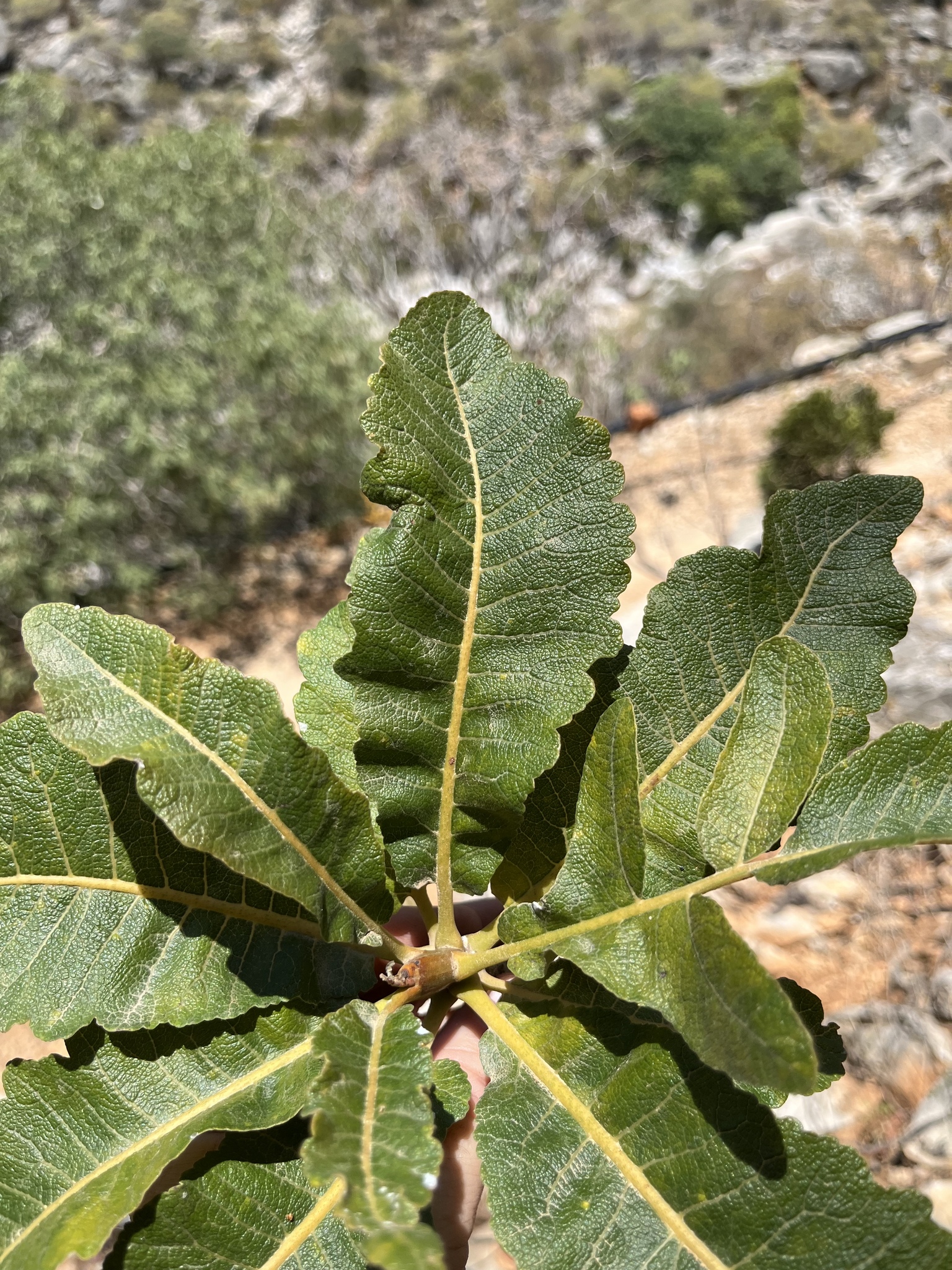 Boswellia popoviana Hepper 2