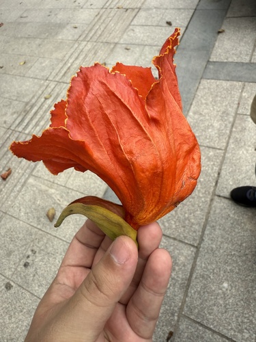 African tulip tree