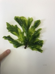 Ulva fenestrata