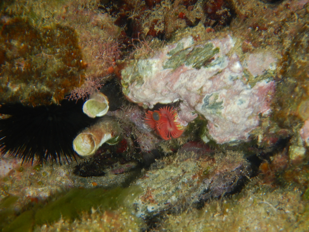 calcareous tubeworm