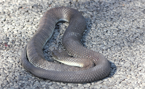 Tiger Snake sighting