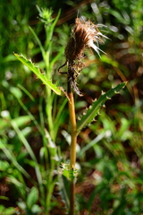 Cirsium lecontei