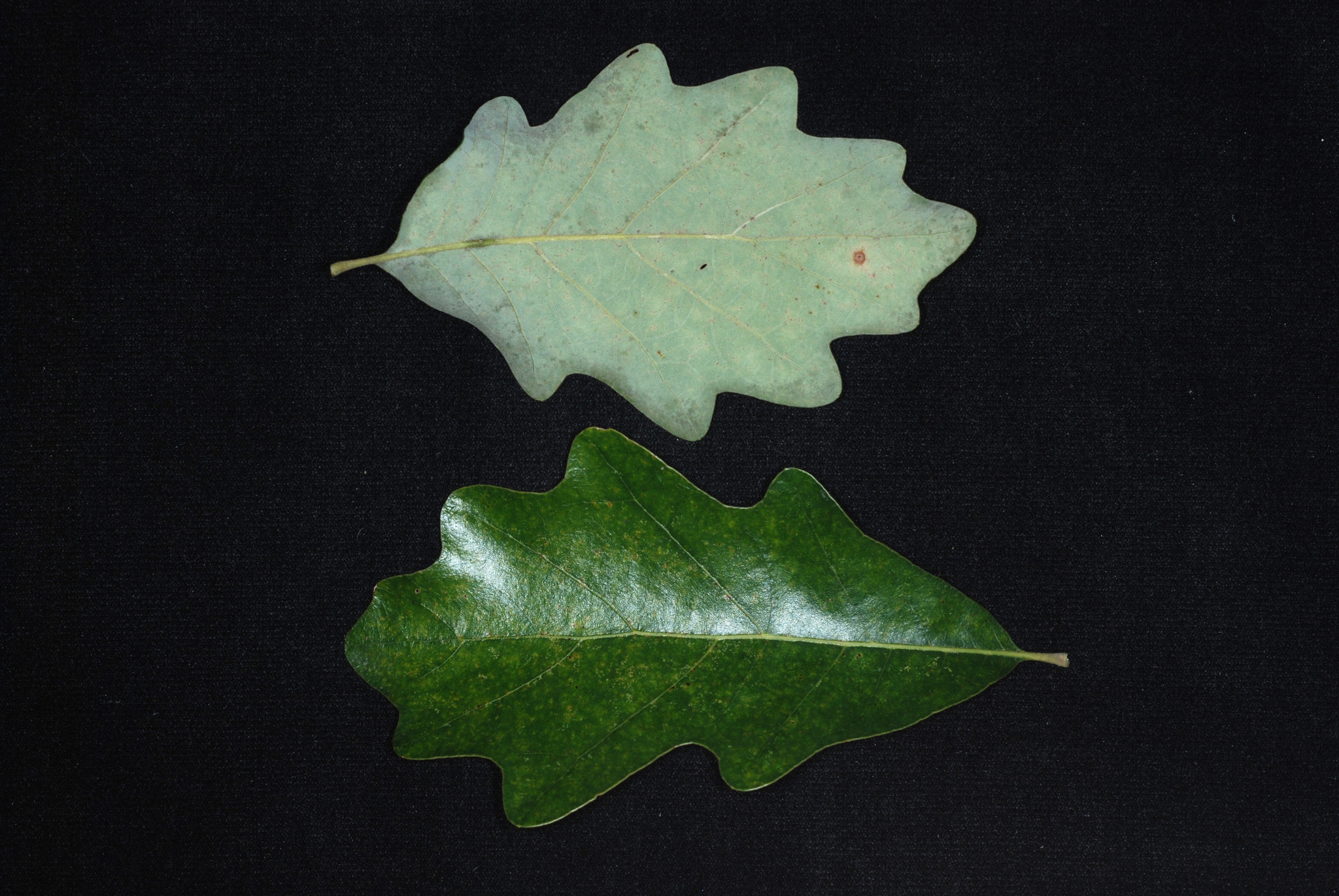 Quercus X stelloides