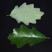 Quercus × stelloides - Photo (c) Douglas Goldman, some rights reserved (CC BY), uploaded by Douglas Goldman