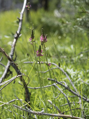 Sidalcea oregana spicata