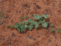 Citrullus amarus, photograph dune_ninja, CC0, iNaturalist via GBIF