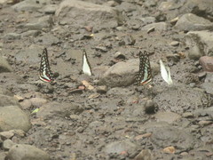 Graphium