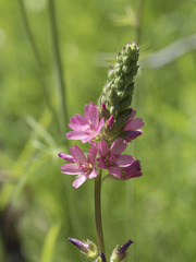 Sidalcea oregana spicata