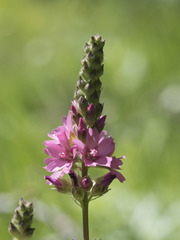 Sidalcea oregana spicata