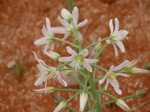 Image of Albuca stapffii by no rights reserved