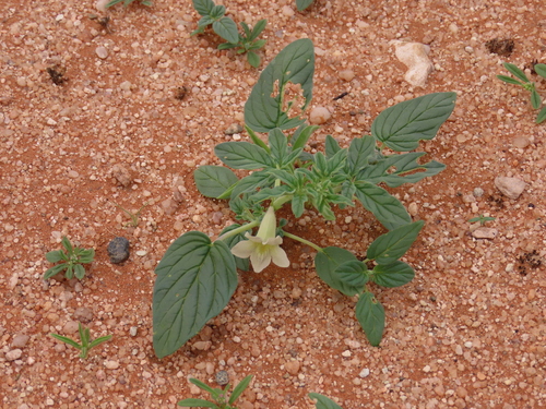 Image of Namib Sesame (Sesamum abbreviatum) by no rights reserved