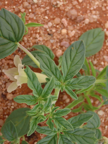 Image of Namib Sesame (Sesamum abbreviatum) by no rights reserved