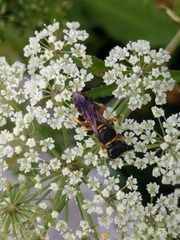 Ectemnius decemmaculatus
